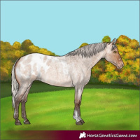Horse Color:Powder White Silver Brown Roan Dun Blanket Rabicano