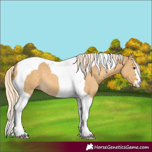 Horse Color:Palomino Dun Tobiano 