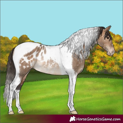 Horse Color:Brown Dun Tobiano Appaloosa Rabicano