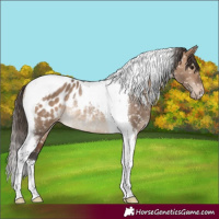 Horse Color:Brown Dun Tobiano Blanket Rabicano