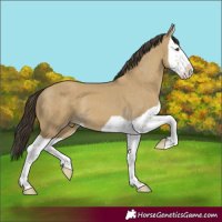 Horse Color:Classic Cream Champagne Dun Splash