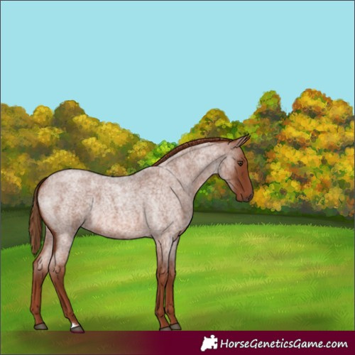 Horse Color:Red Roan