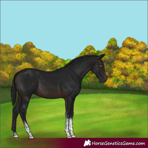 Horse Color:Gray Brown Tobiano Rabicano