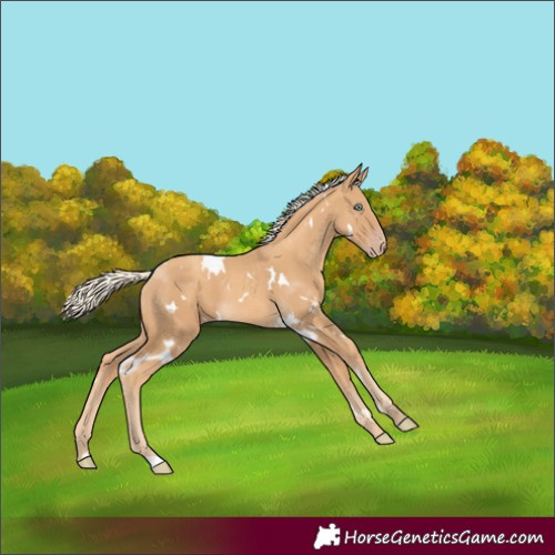 Horse Color:White Spotted Gold Cream Champagne 