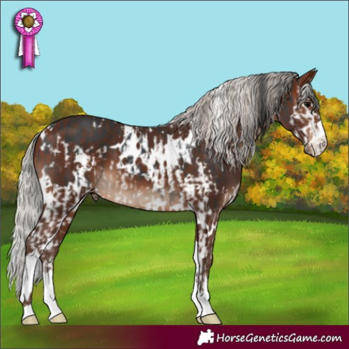 Horse Color:White Spotted Black Splash  and White Spotted Silver Brown 