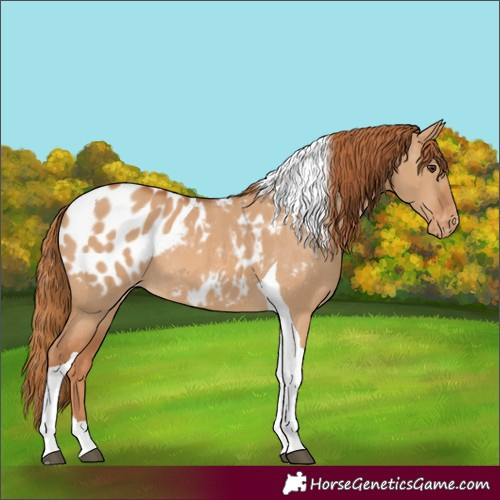 Horse Color:Red Dun Tobiano Appaloosa 
