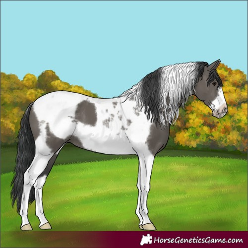 Horse Color:Grullo Tobiano Frame 