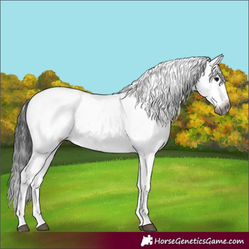 Horse Color:Gray White Spotted Black Sabino Rabicano 