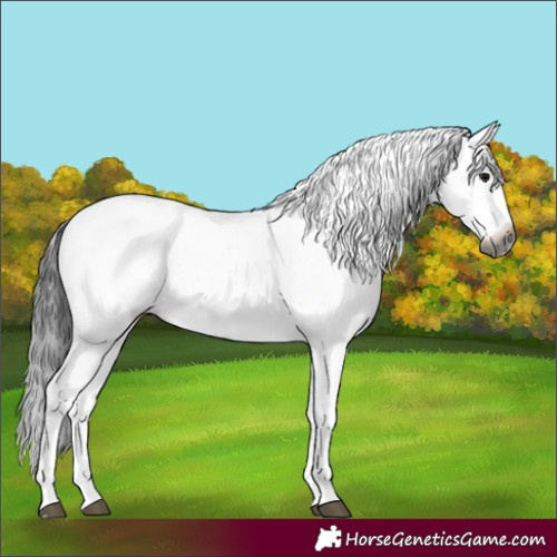 Horse Color:Gray White Spotted Black Sabino Rabicano 
