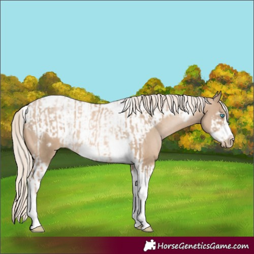 Horse Color:Chocolate Palomino Pearl Tobiano Frame and Chocolate Palomino Pearl Tobiano Frame