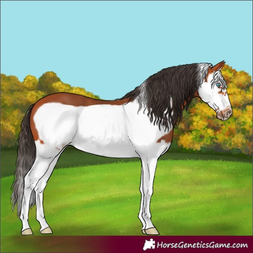 Horse Color:Bay Splash Frame 