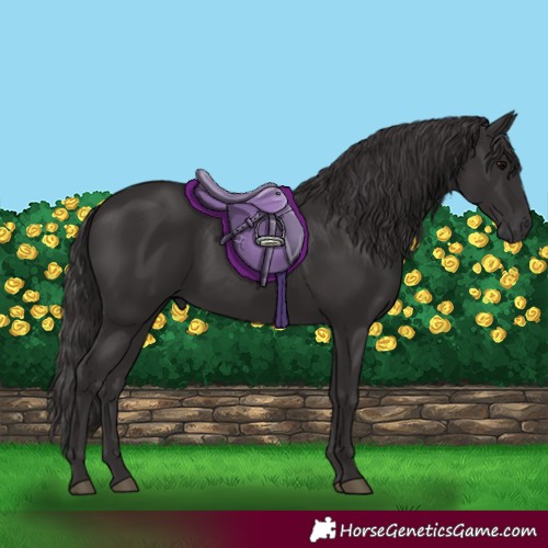 Horse Color:Smoky Black 