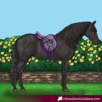 Horse Color:Smoky Black 