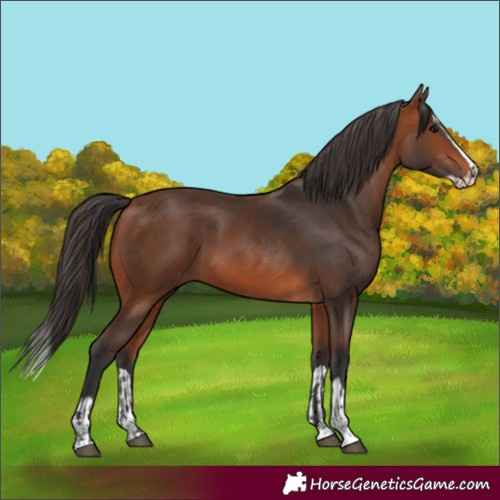 Horse Color:Bay and Bay Splash