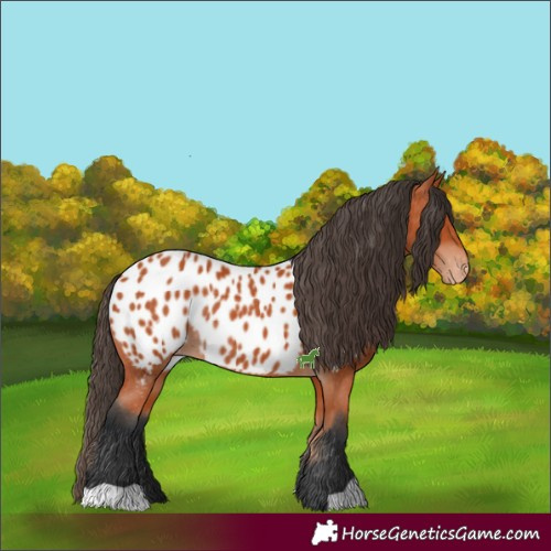 Horse Color:Bay Near Leopard Rabicano