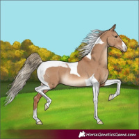 Horse Color:Red Dun Tobiano Rabicano