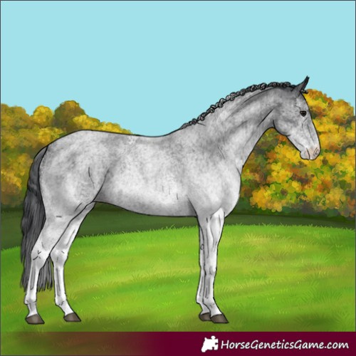Horse Color:White Spotted Blue Roan