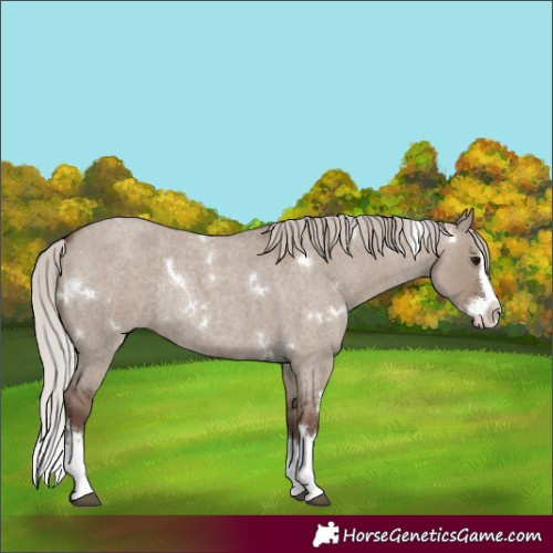 Horse Color:White Spotted Silver Grullo Roan Splash Rabicano