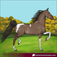 Horse Color:Liver Red Dun Tobiano Rabicano 