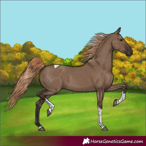 Horse Color:Unknown 