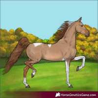 Horse Color:Red Dun Tobiano Rabicano 