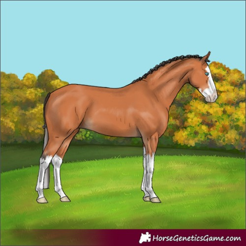 Horse Color:Bay Splash 