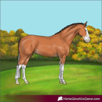 Horse Color:Bay Splash 