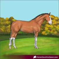 Horse Color:Bay Splash