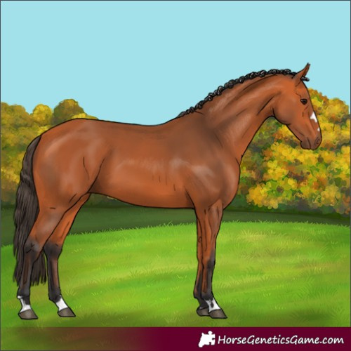 Horse Color:Bay 