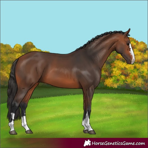Horse Color:Bay 