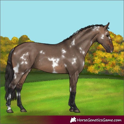 Horse Color:White Spotted Brown Dun