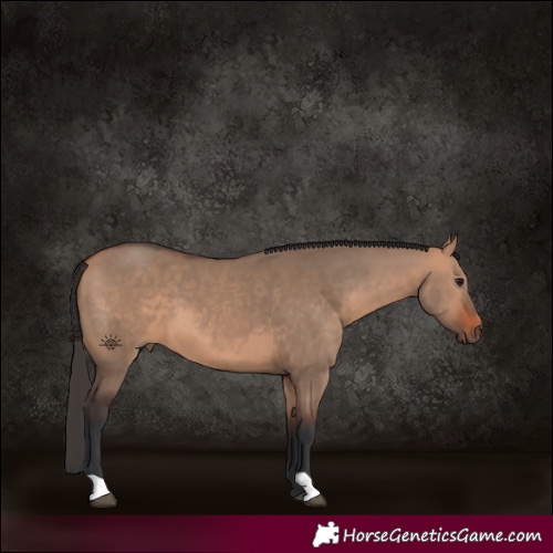 Horse Color:Bay Dun 