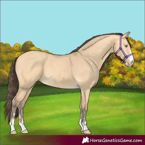 Horse Color:Amber Cream Champagne Dun