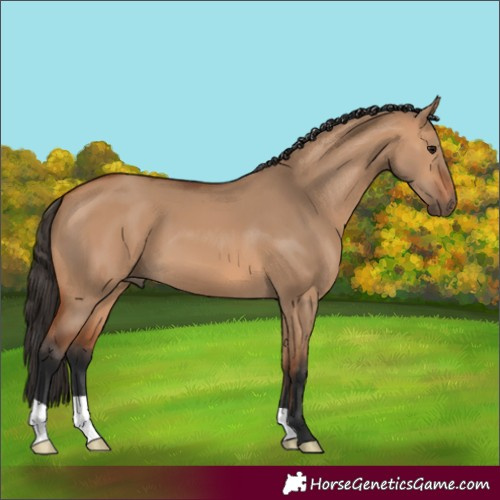 Horse Color:Bay Dun 