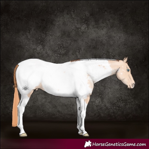 Horse Color:Amber Champagne Pearl Tobiano Appaloosa Rabicano 