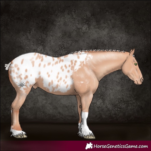Horse Color:Silver Amber Champagne Tobiano Appaloosa Rabicano 