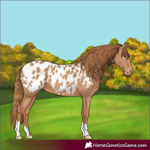 Horse Color:Chestnut Appaloosa