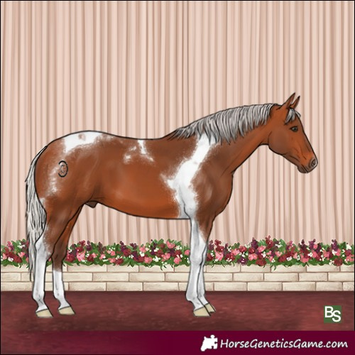 Horse Color:Silver Bay Tobiano 