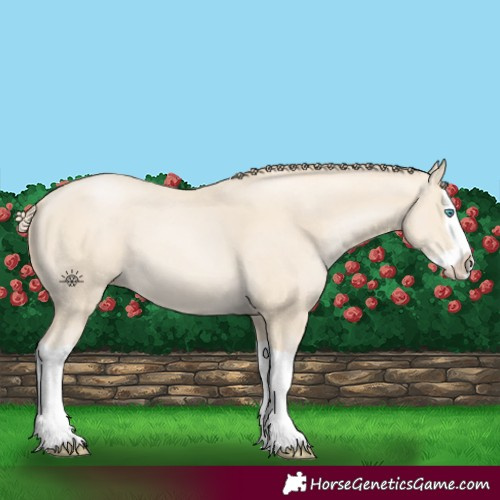 Horse Color:Smoky Black Snowdrop Splash