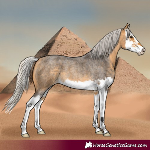Horse Color:Silver Buckskin Roan Splash