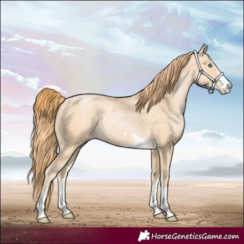 Horse Color:Buckskin Pearl 