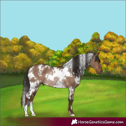 Horse Color:White Spotted Liver Red Dun Rabicano Brindle 