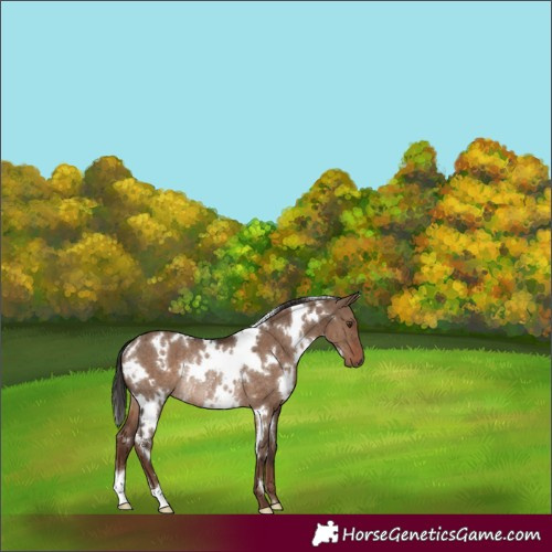 Horse Color:White Spotted Liver Red Dun Rabicano Brindle
