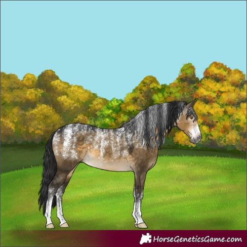 Horse Color:Powder White Gray Buckskin Dun 