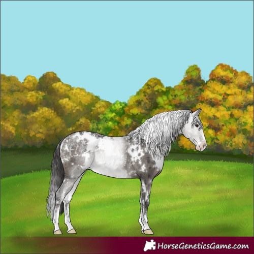 Horse Color:Powder White White Spotted Smoky Grullo Rabicano Brindle