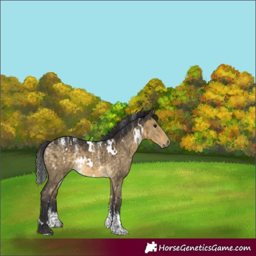 Horse Color:Powder White White Spotted Buckskin Dun Rabicano Brindle