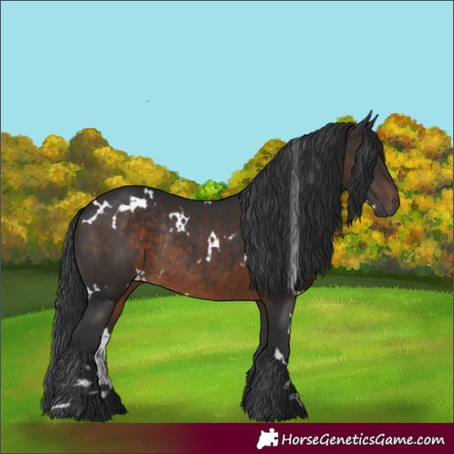 Horse Color:White Spotted Brown Rabicano