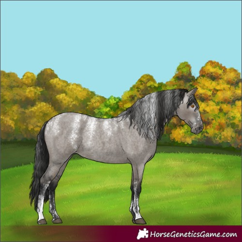 Horse Color:Powder White Gray Grullo Roan Appaloosa Rabicano 