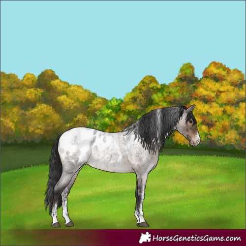 Horse Color:Powder White Brown Roan Dun Appaloosa Brindle 