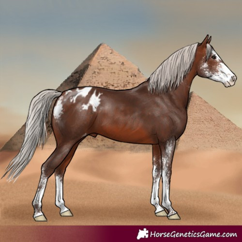 Horse Color:Silver Brown Sabino Appaloosa